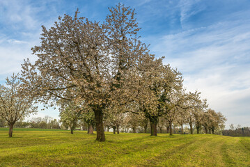 Fototapeta na wymiar Flowering cherry trees (Prunus avium) on orchard meadow, Roggwil, Canton Thurgau, Switzerland