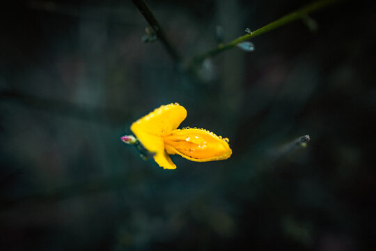 Cytisus scoparius, the common broom or Scotch broom. Small yellow flower