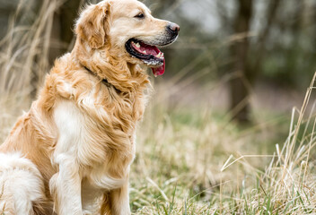 Adorable Golden Retriever dog outdoors