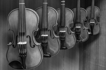 Fototapeta na wymiar black and white picture of multiple violins hanging on the wall, musician workshop