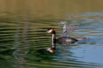 Svasso maggiore con prole