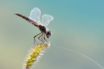 Selysiothemis nigra, femmina posata su erba