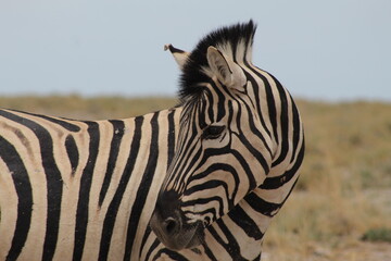 Zebra Stallion in Etosha National Park, Namibia.