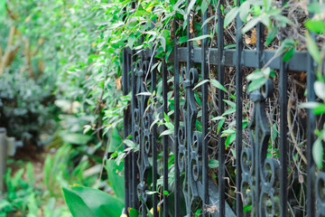 A black iron fence in south Georgia with overgrown greenery plants