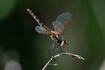 Libellula posata su rametto, ripresa laterale