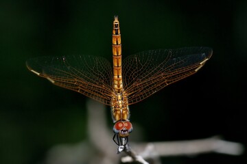 Trithemis annulata maschio immaturo in posa ad obelisco