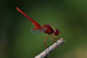 Libellula rossa posata su ramo