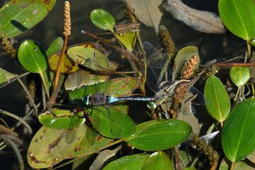 Libellule in tandem mentre depongono uova