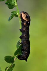 Bruco di Deilephila Elpenor