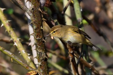Lu&igrave; piccolo tra le rose