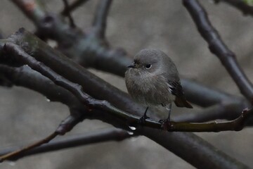 Codirosso spazzacamino, femmina