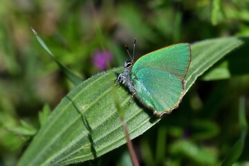 farfalla verde posata su erba