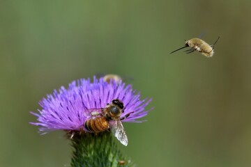 Ape mellifera su fiore viola con dittero in volo