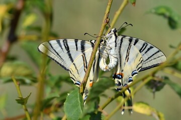 Iphiclides podalirius, accoppiamento sbagliato
