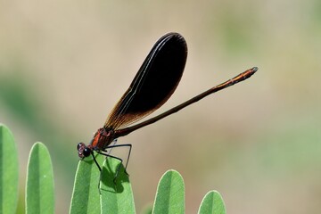 Libellula posata su foglie