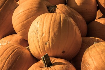 Pumpkins displayed on market shelves