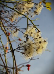 Old mans beard (Clematis vitalba) seedheads 