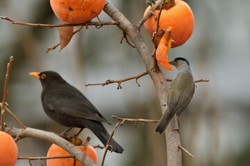 Capinera mentre mangia un caco