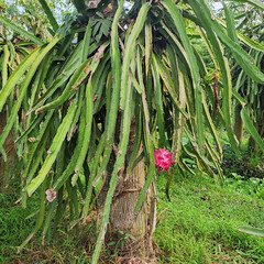 Appearance of the red dragon fruit plant (Hylocereus polyrhizus) or pitaya which is grown by riding on the stem of a kapok plant.