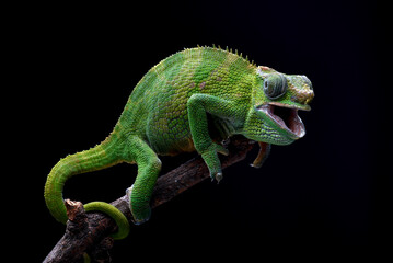 Female fischer chameleon on a black background