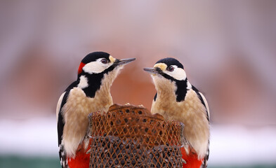 Two red-tailed woodpeckers sit on a feeder opposite each other..