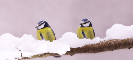 Two blue tits are sitting among snowdrifts on a snow-covered branch, on a blurred pink and white background.. © chermit