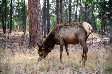 Elk in Grand Canyon National Park