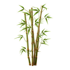 Fototapeta na wymiar bamboo isolated on white, png