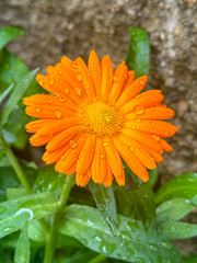 Large orange calendula flower with water drops in its natural green surroundings