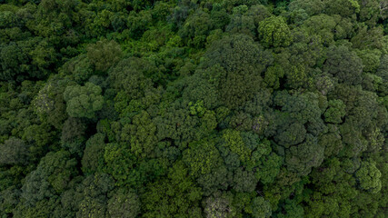 Aerial top view of green forest tree, Tropical rain forest tree ecosystem and healthy environment,...