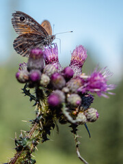Schmetterling auf Distel