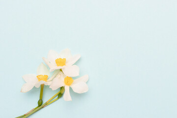 Fototapeta na wymiar Bouquet of white narcissus flowers on a blue background. Spring gentle composition.