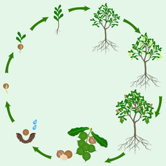 Life cycle of macadamia tree on a green background.