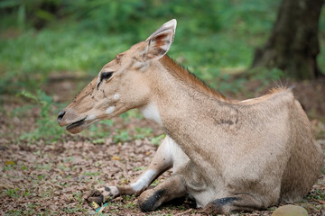 The nilgai (Boselaphus tragocamelus)