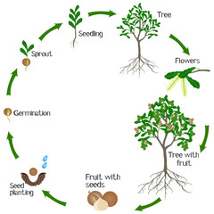 A growth cycle of macadamia tree on a white.