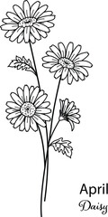Birth month flower of April is daisy flower for printing engraving, laser cut, coloring and so on. Vecter illustration.