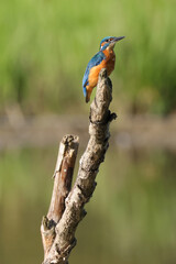 male kingfisher sits on the top of a branch