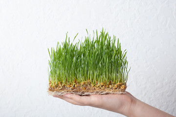 Sprouted microgreen wheat in child hand. Healthy superfood home growth - obrazy, fototapety, plakaty
