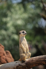 single meerkat on guard