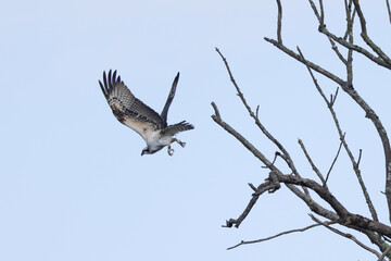 taking off osprey