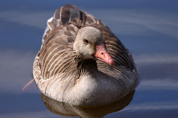 swimming grey goose