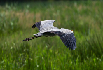 flying grey heron