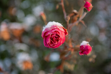 Pink roses in winter snow