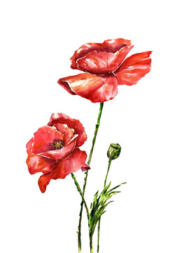 poppies watercolot spting red flowers floral wedding design mother's day 14th february