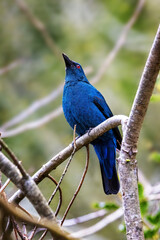 Asian glossy starling perched on a branch against a soft green background. Front view with foliage background.