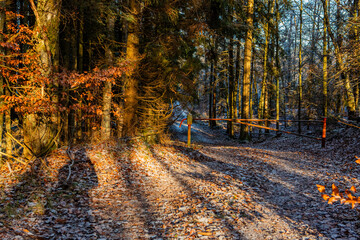 Obraz premium Winter in forest in Scania, south Sweden