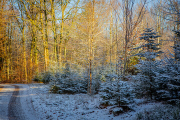 Sun shining through winter in forest in Scania, south Sweden