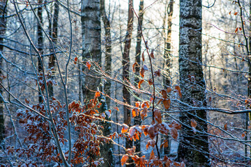 Sun shining through winter in forest in Scania, south Sweden