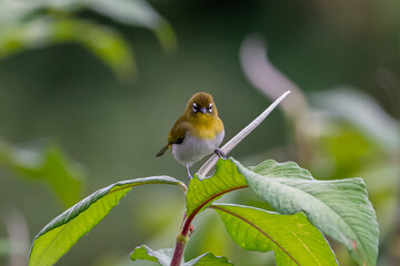 Sri Lanka white eye sitting in natural Habitat.