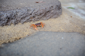 crab on the beach